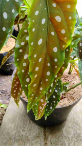 Begonia maculata -  - Pokok Begonia Maculata - बेगोनिया मैक्युलेटा पौधा Begonia maculata – Polka Dot Begonia White-Spotted Leaves Red Underside Tropical Foliage Beauty LIVE PLANT