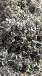 หัวข้อที่น่าสนใจ: หญ้าชิวคัก 200กรัม หญ้านาง ทำขนมเทียน 💥ส่งฟรี