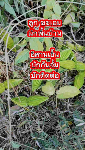 ต้นชะเอม ในถุงดำต้นสมบูรณ์ ปลูกแบบอินทรีย์ ไม่ใช้ปู่อินทรีย์ ซื้อไปปลูกทิ้งไว้ก็โต ไม่ต้องดูแลเยอะ