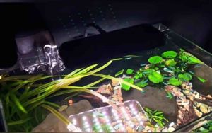 Aquanice YIAQUA Aquarium Plant Lamp Clip on Led Light DEE-029 (7W) / DEE-030 (12W) Lampu Akuarium 水草灯 鱼缸灯 Potted Aquarium Plants - Lazada