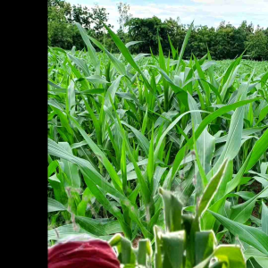 ไคโตซานพืช ไคติเนส เพลี้ยไฟ ไรแดง ราน้ำค้าง แมลงรบกวน ราคาพิเศษ 336 ขวดเท่านั้น หากจำหน่ายหมดแล้วสินค้าชุดใหม่จะปรับราคาเพิ่มขึ้น