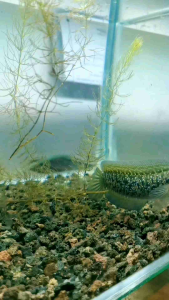 Ikan channa kalimaya rsp AQUARIUM