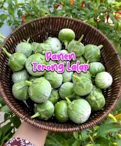 BENIH BINTANG ASIA TERONG LALAP BULAT HIJAU KENARI (KEMASAN PABRIK)