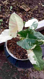 SENTE VARIGATA PUTIH