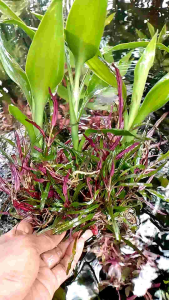 Tanaman Aquascape Bambu Hoki Mix Triminil Media Lempeng Hiasan Aquarium