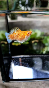 🔥พร้อมส่ง🐟อาหารปลาโปแลนด์ สูตรสำหรับปลาบอลลูน🥰