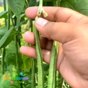 [ TERMURAH] BIJI/BENIH KACANG PANJANG PANZER