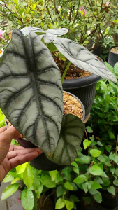 Alocasia Silver Dragon -  - Pokok Alocasia Naga Perak - एलोकेसिया सिल्वर ड्रैगन Alocasia Silver Dragon – Textured Silver Leaves Rare Jewel Alocasia Indoor Foliage Compact Beauty Easy Aroid LIVE PLANT