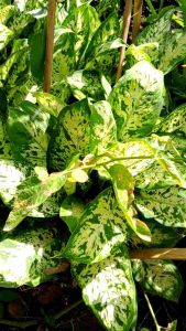 bunga aglonema diven zebra/beras tumpah