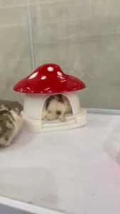 SWEET MUSHROOM HAMSTER || RUMAH JAMUR HAMSTER [KODE#7]