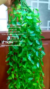 (1Lusin)daun hoya kosta premium hijau gradasi(BISA DISAMBUNG) hiasan pagar balkon rumah kafe