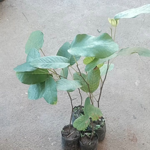 ต้นรัง ไม้ป่าเศรษฐกิจ ปลูกลดหย่อนภาษี ทนแล้งได้ดี