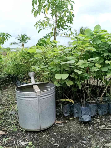 Bầu Cây Giống Muồng Trâu Cao >35Cm