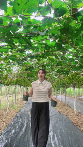 Giống nho xanh tươi ngon trong hộp - cây giống nho trồng trong chậu