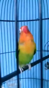 Penggacor Burung Lovebird James.