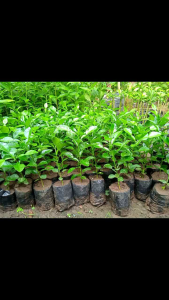 BELI 10 GRATIS 1 !! Bibit Jeruk Purut Untuk Penyedap Masakan