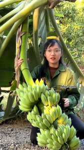 Bột Chuối Xanh Nguyên chất 1kg 🍀Bột Chuối tiêu & Chuối tây 🍀Giàu chất xơ và tinh bột kháng 🍀Tốt cho sức khỏe tiêu hóa  Người ăn uống chế độ healthy nên dùng 🍀An tâm mua sắm tại OMNI MALL