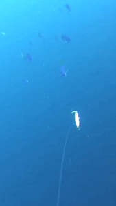 trolling lure rapala  fishing deep sea diving 19cm/54g