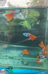 💥 PROMO 💥 Santa klaus Guppy 1 Pair