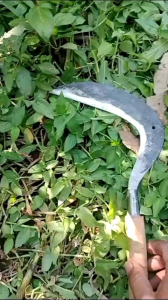 Sabit Baja Asli Super Tajam: Pilihan Tepat untuk Alat Tukang