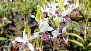 หวาย Doctor อุทัย ต้นแท้หายาก ด่วนมีจำนวนจำกัด