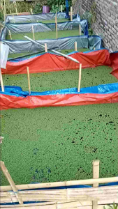 Paket Azolla Microphylla 1 KG + Kolam Terpal 200x100x50 (Cm) A3 Korea Murah dan Sudah berbentuk Kotak Warna Biru Orange bisa Bolak Balik