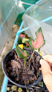 บอนสีมังกรทอง