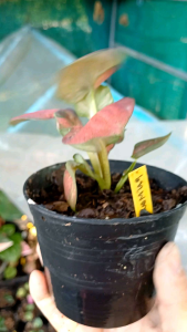 บอนสีเทพดารา บอนกาบ สีแดง