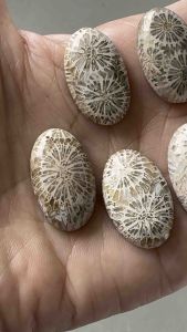 ❤️❤️Fossil Coral Stones Cabochon in Oval Shapes 5 pcs ❤️❤️