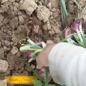 [Virladia Seeds] 100 Biji Benih tanaman Bawang Merah