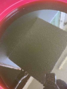 น้ำเขียว แถมฟรี ไรแดงT10 สำหรับเพาะพันธุ์ หรือเพาะเลี้ยงเพื่อเป็นอาหารปลา