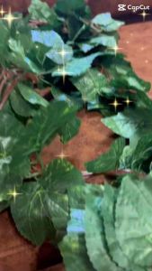 เถาองุ่น #ใบไม้เลื้อย #ขายราคาส่ง 1แพ็ค5เส้น ความยาวต่อเส้น 2.5เมตร (ลดราคาพิเศษ)