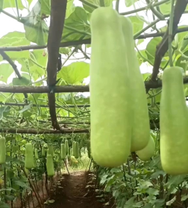 (KEMASAN PREMIUM) BIJI | BENIH TANAMAN LABU AIR (isi -+35 butir)