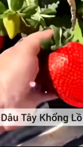 Combo 10 cây giống mô vỉ dâu KHỔNG LỒ