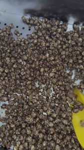 BORONG POPCORN COKLAT BERYLS  MURAH MAMA SHASHA VIRAL (FULLY COATED KARAMEL )  500g TERBAIK SEDAP.