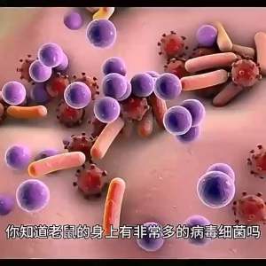 YUNNAN ANTI COCKROACHES CONTROL bekas pembunuh lipas serangga anti lipas menghapuskan lipas