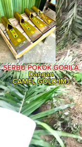 Dodos sawit CAMEL GOLD IMJ