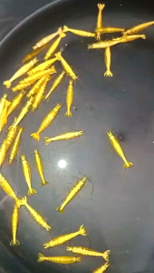 PAKET UDANG HIAS AQUARIUM AQUASCAPE TERMURAH - UDANG HIAS AIR TAWAR - UDANG YELLOW SHRIMP - UDANG YELLOW FIRE - UDANG PEMBERSIH AQUARIUM AQUASCAPE - HIASAN AQUARIUM AQUASCAPE