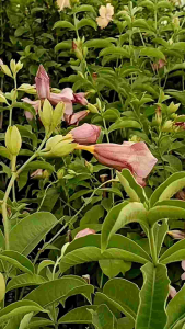 บานบุรีม่วง กระถาง 11 นิ้ว ต้นสวย (กทม)