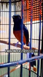 Pastol Konslet juara by Penggacor Seketika Vitamin Suplemen Burung