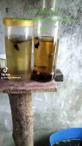 ปลากัดสายเลือดผสมสายกัดสงขลาเชื้อ 40-50 บริเวณ 40-50 กรัม