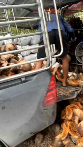 กาบมะพร้าวสับ เล็ก กลาง ใหญ่ ยกกระสอบ