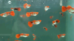 Red Head Koi Tuxedo Guppy