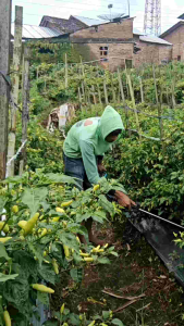 Fungisida BM Zebco 80 WP: Mengendalikan Penyakit Antraknosa pada Tanaman