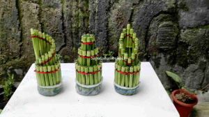 Bambu Hoki / Bambu Rejeki 1 Paket 3 Pohon [ Pagoda Susun 3 Spiral Mahkota ]