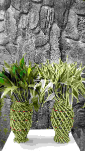 Bambu Hoki / Bambu Rejeki / Lucky Bamboo Model Nanas Tinggi 40-45 cm