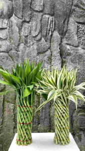 Bambu Hoki / Bambu Rejeki / Lucky Bamboo Model Sangkar 20 Tinggi 40-45cm