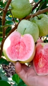 BIBIT TANAMAN JAMBU KRISTAL MERAH 🌱Memiliki Keunggulan Rasa Manis Berdaging Tebal Renyah Dan Non Biji. Sangat Cocok Ditanam Di Pot Atau Di Jebunkan. Rajin Berbuah Dan Tidak Mengenal Musim. Silakan Diorder Pemesanan Bisa COD Bayar Ditempat