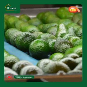 Alpukat Mentega Lokal Premium [ Isi 4 - 5 Buah ] - Buah Alpukat Mentega Berkualitas 1 Kg