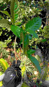 Japanese Rosal live plant with roots (in 3.5x3.5x8" polybag)